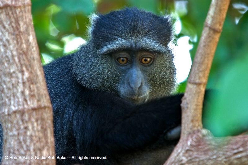 blue monkey lovey
