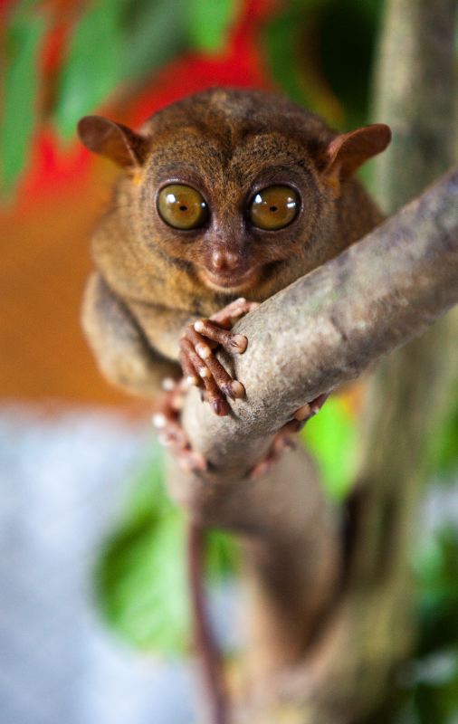 Tarsier