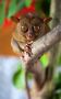 Tarsier