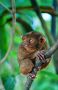 Tarsier