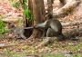 Monkey Pulling Tail, Angkor Wat