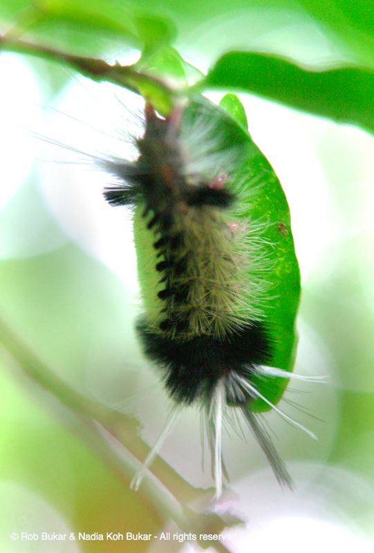 Catapillar