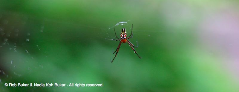 Colorful Local Spider, Costa Rica