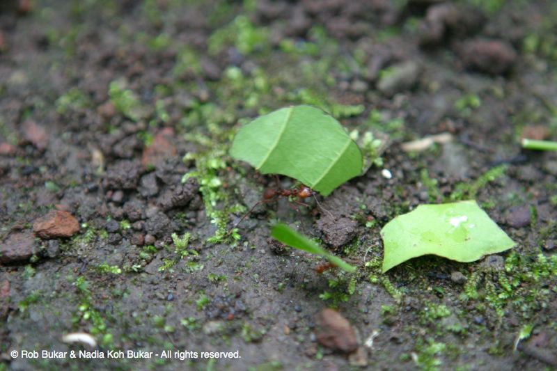 Leaf Cutting Ants
