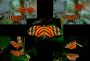 Butterfly Montage