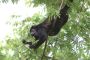 Howler Monkey
