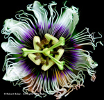 passion fruit flower
