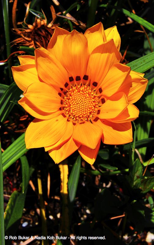 Yellow Flower in Front of My House