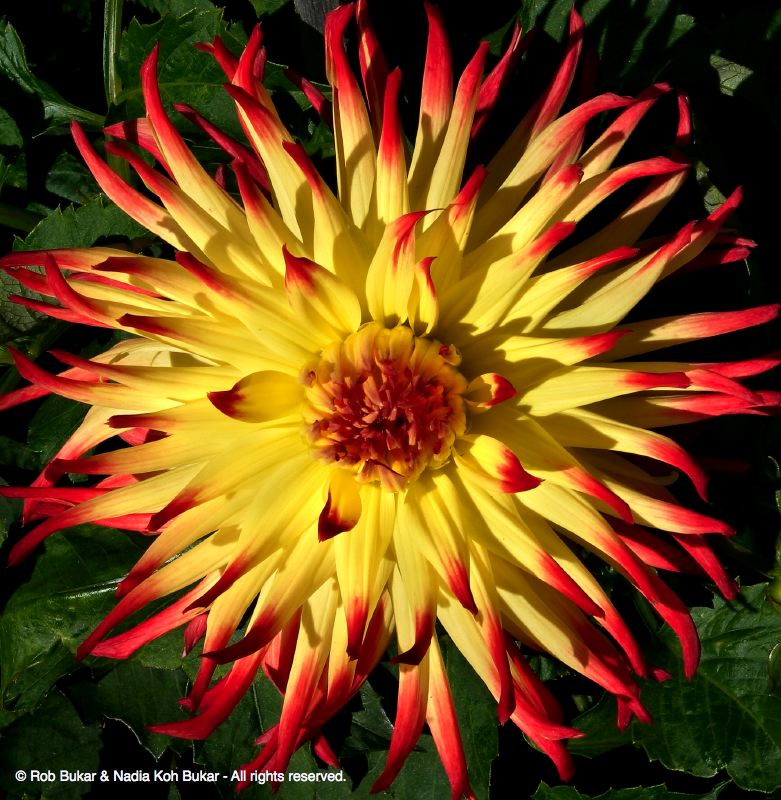 Dahlia, Golden Gate Park, San Francisco