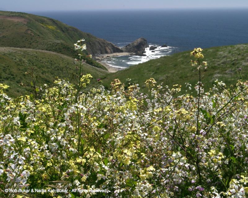 Wild Flowers and Pacific Ocean