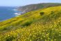 Wild Flowers, Point Reyes